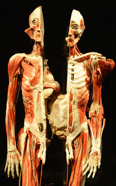 Body+Worlds+Exhibition+Gunther+Von+Hagens+fzXy8gtfqIMl