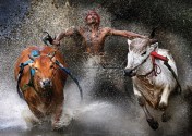 bull race image