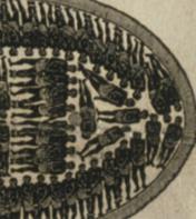 Slave ship dIagram-DETAIL.jpg.CROP.rtstoryvar-medium